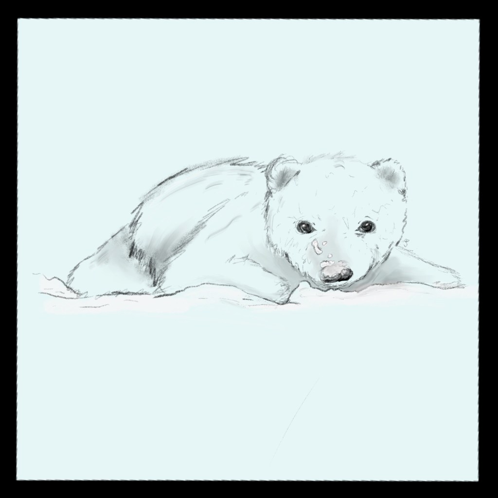 Polar bear sketch